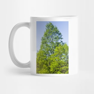 elb oak tree Mug